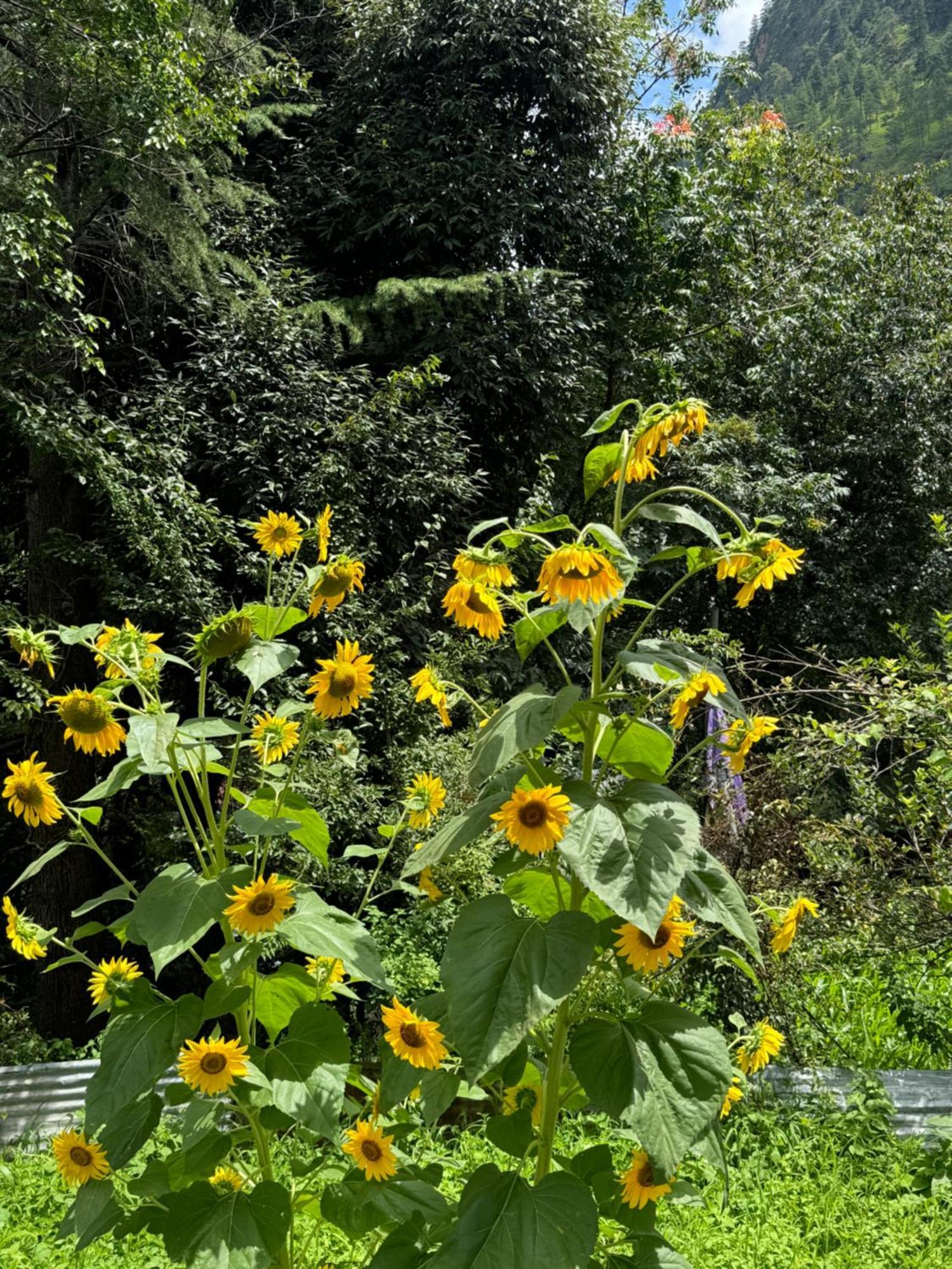 Delight Homestay Kasol Kültér fotó